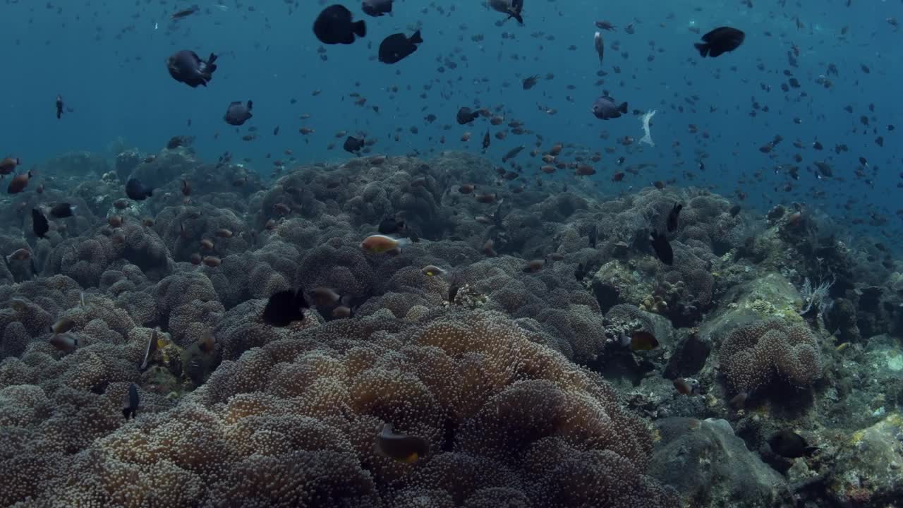 海洋生物视频素材