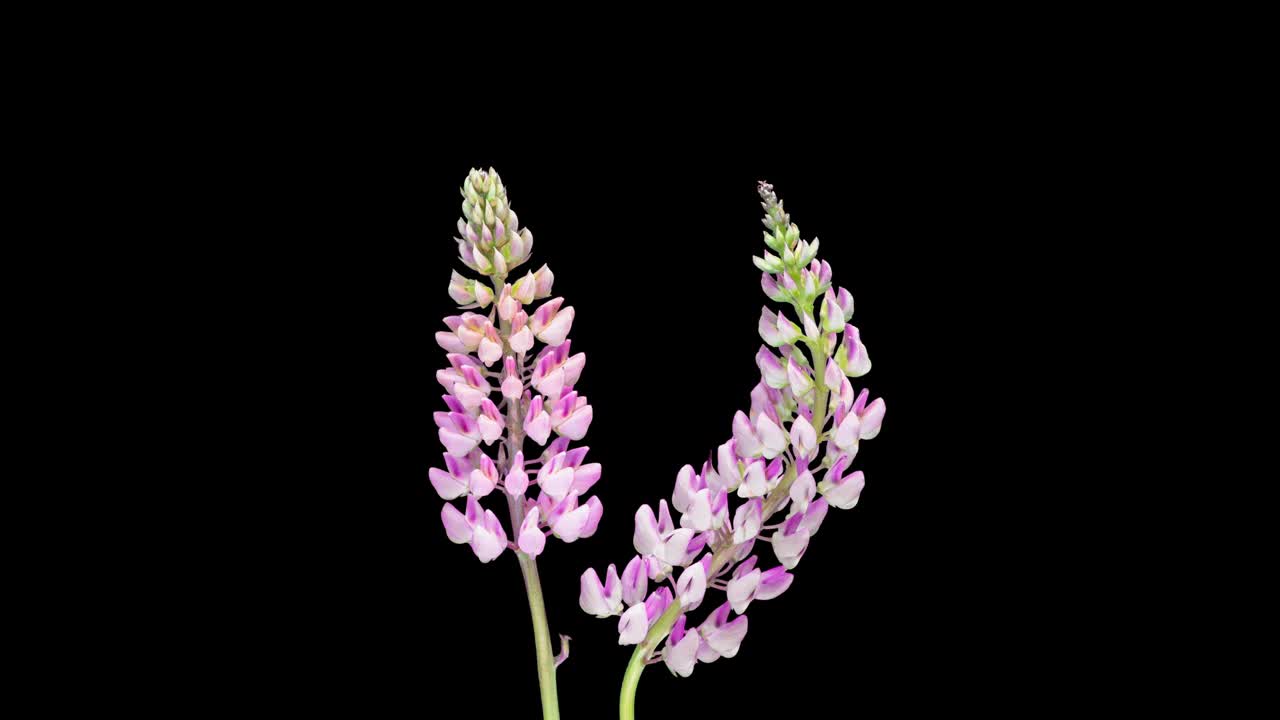 开花植物粉红色羽扇豆在黑色的背景。五彩缤纷的多叶羽扇时间圈视频素材