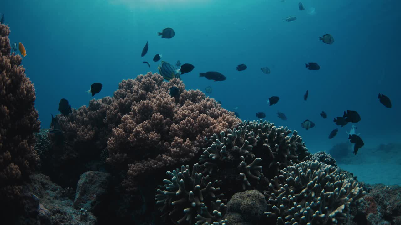 马尔代夫的深海透明海洋和热带鱼与珊瑚视频素材