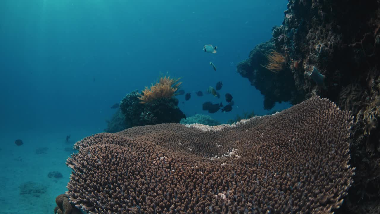 热带鱼和珊瑚在深海透明的水下视频素材