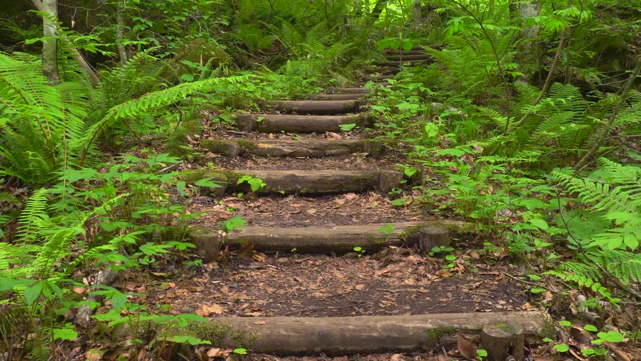 在清新的绿色山毛榉林中的步道楼梯视频素材