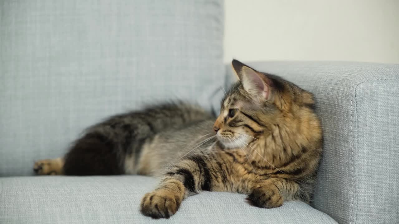 一岁大的虎斑猫，毛茸茸的尾巴躺在灰色的沙发上。视频素材