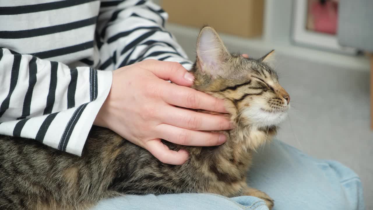 一个女人抚摸着一只猫。主人和宠物的关系，爱和关心。视频素材