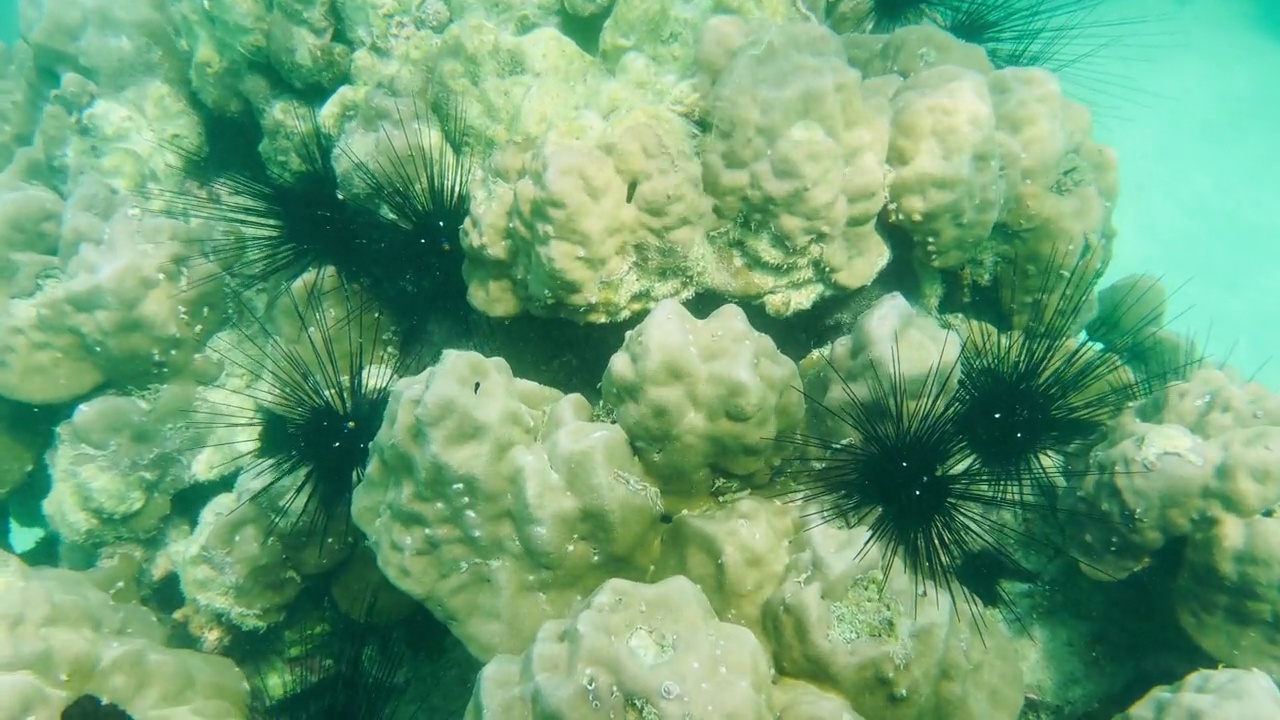 浅水珊瑚与鱼，贝类和美丽的海洋生物反映在泰国的水面视频素材