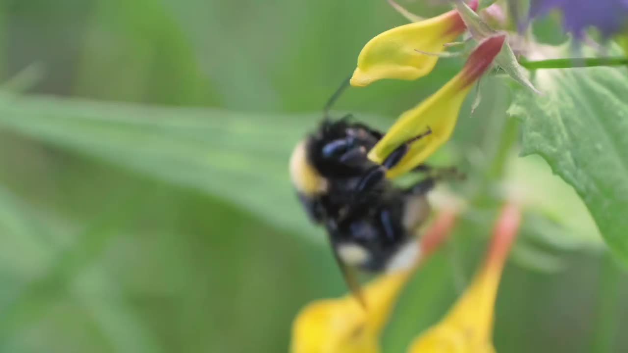 大黄蜂在黄花上视频素材