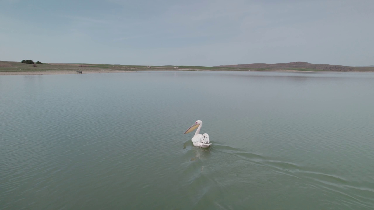 一只鹳站在湖里视频素材