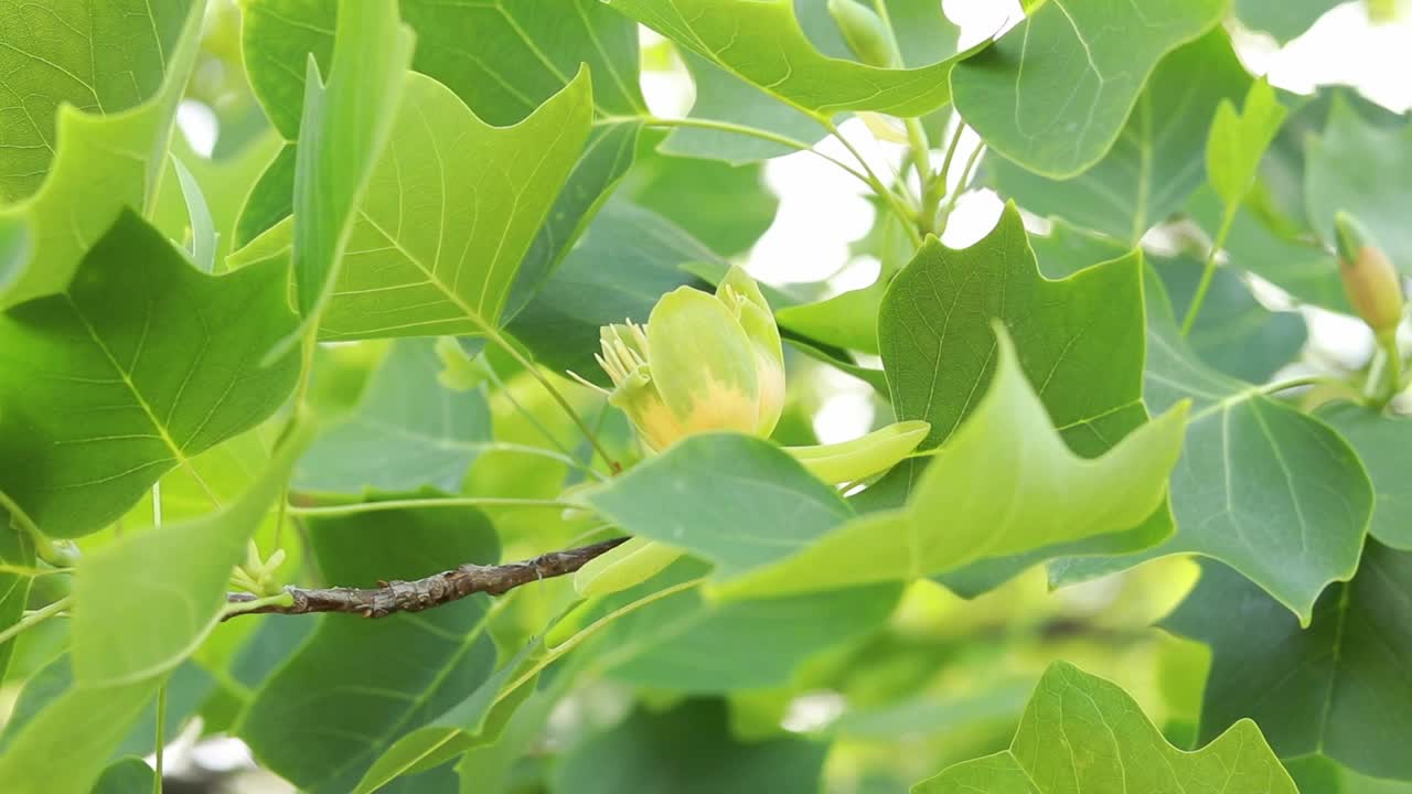 郁金香树。叶子中间有一朵巨大的黄花视频素材