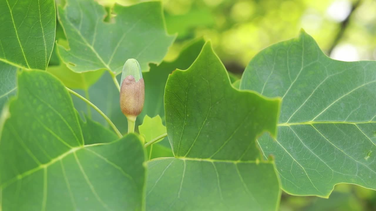 郁金香树。花蕾在树叶间绽放视频素材