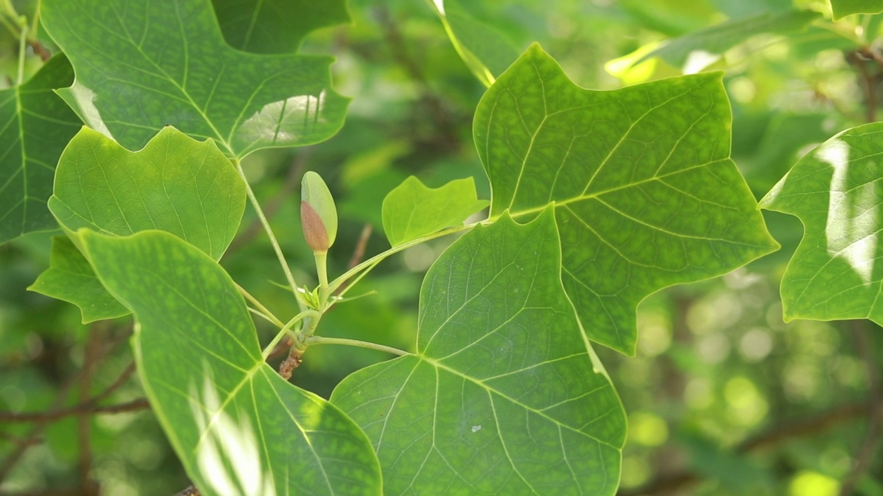 郁金香树。花蕾在树叶间绽放视频素材