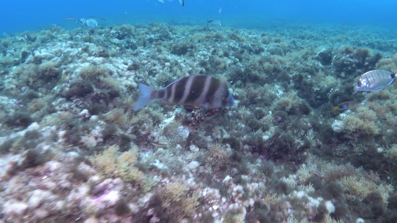 地中海海洋生物-帝王鲷鱼在浅水中游泳视频素材