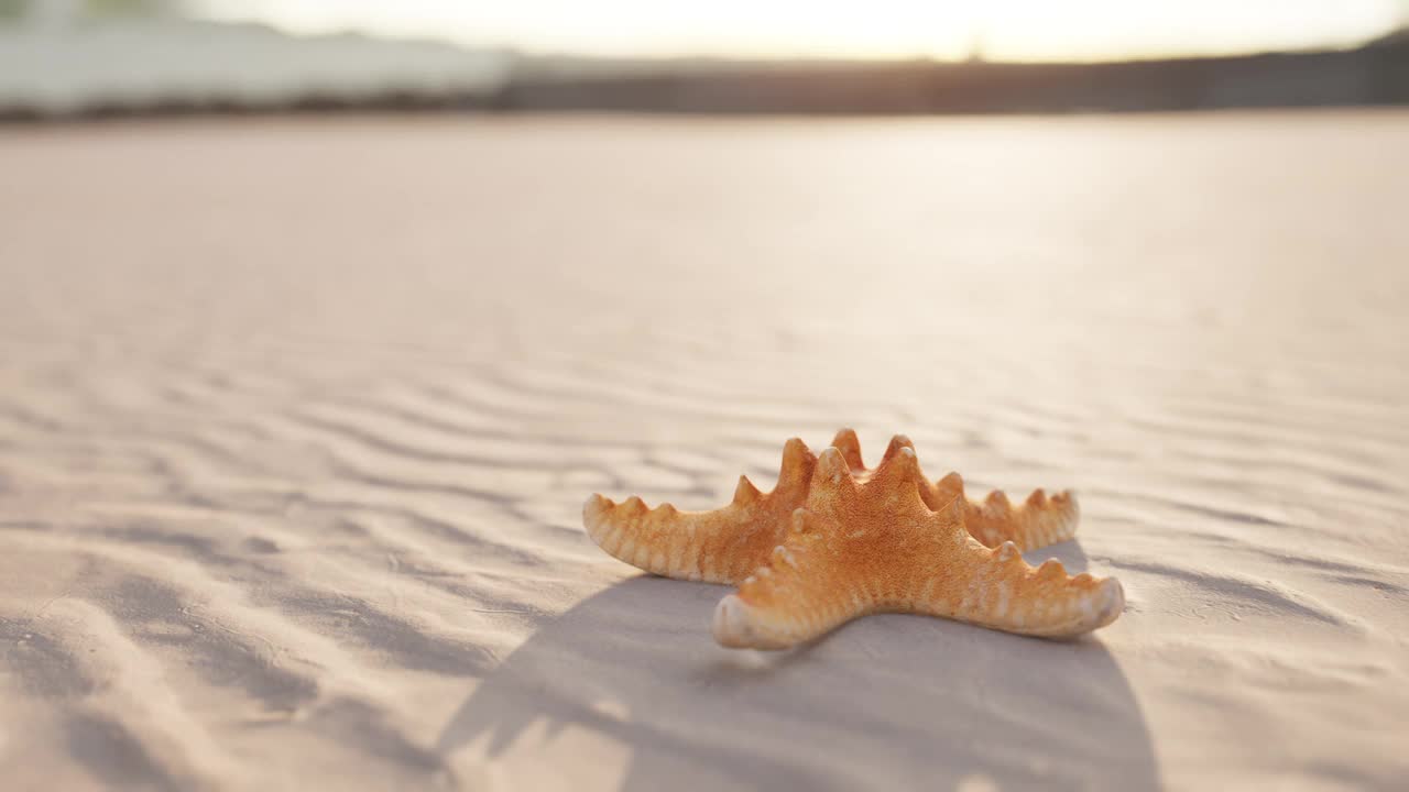 海滩上的海星视频素材