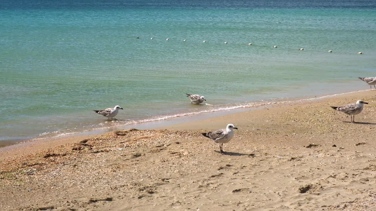 灰海鸥在海边漫步，寻找食物。Larus cachinnans。Fulmarus glacialis。Larus Fuscus视频素材