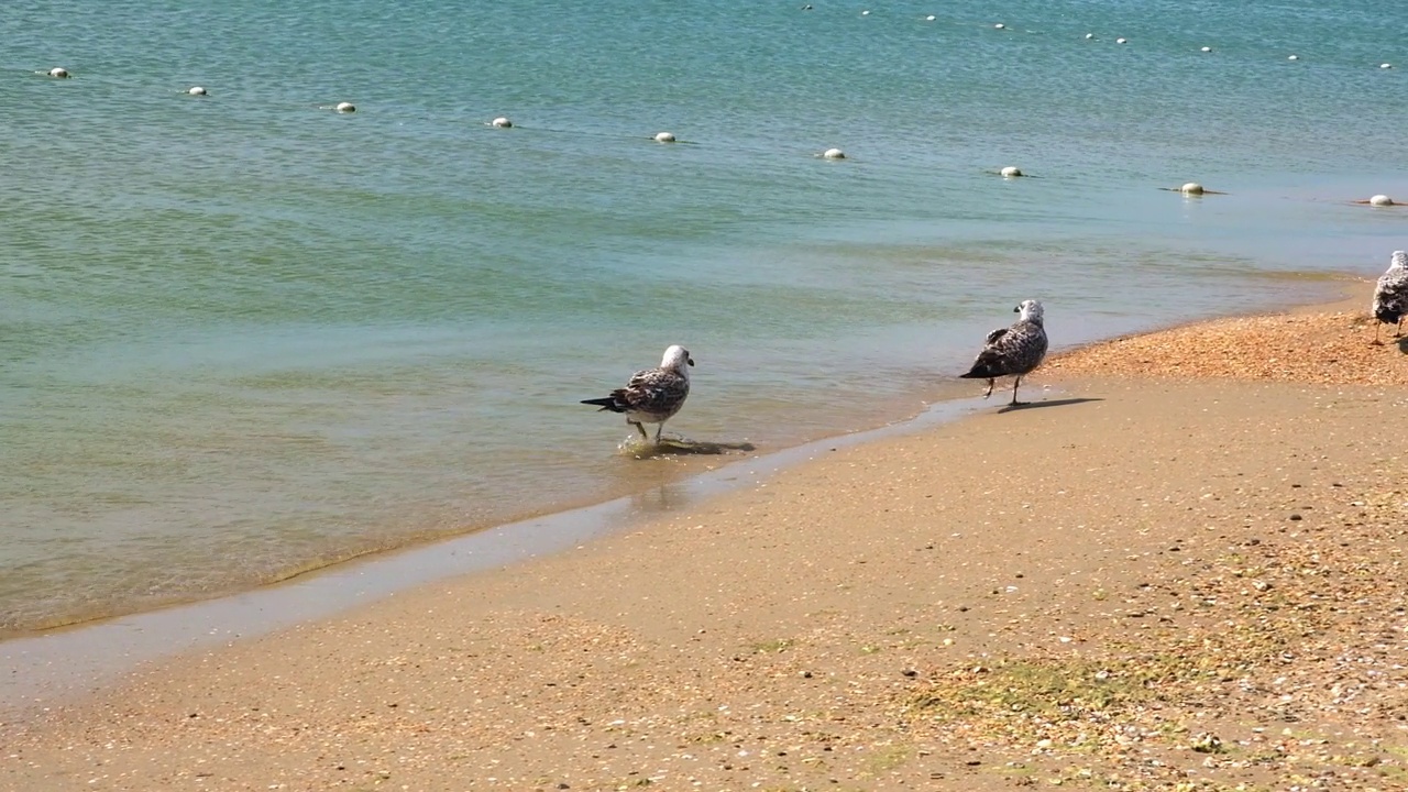 灰海鸥在海边漫步，寻找食物。Larus cachinnans。Fulmarus glacialis。Larus Fuscus视频素材