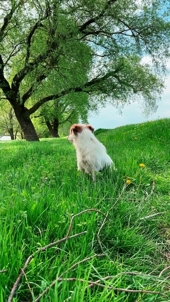 绿草地上可爱的狗视频素材