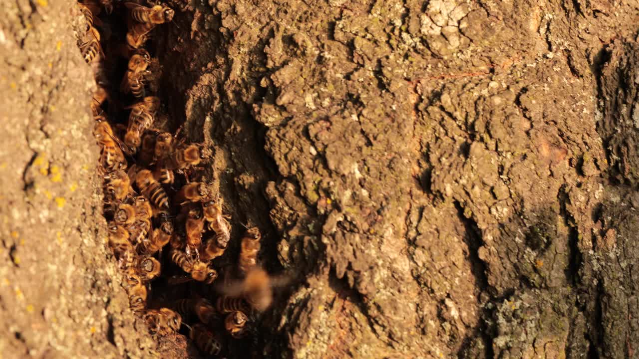在大自然和谐的中心:见证蜜蜂在树洞中的生活视频下载