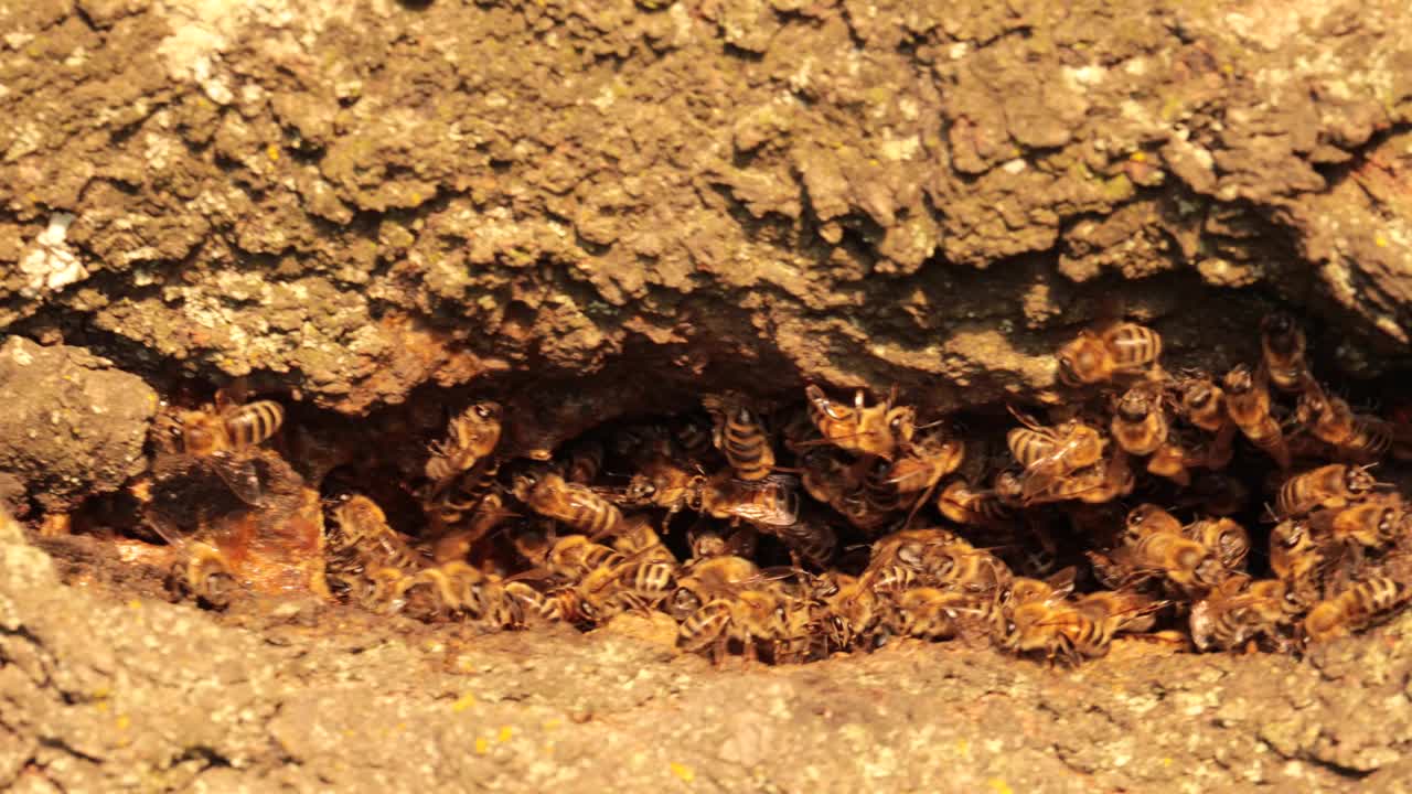 秘密住所:揭开山谷中蜜蜂的迷人栖息地视频下载