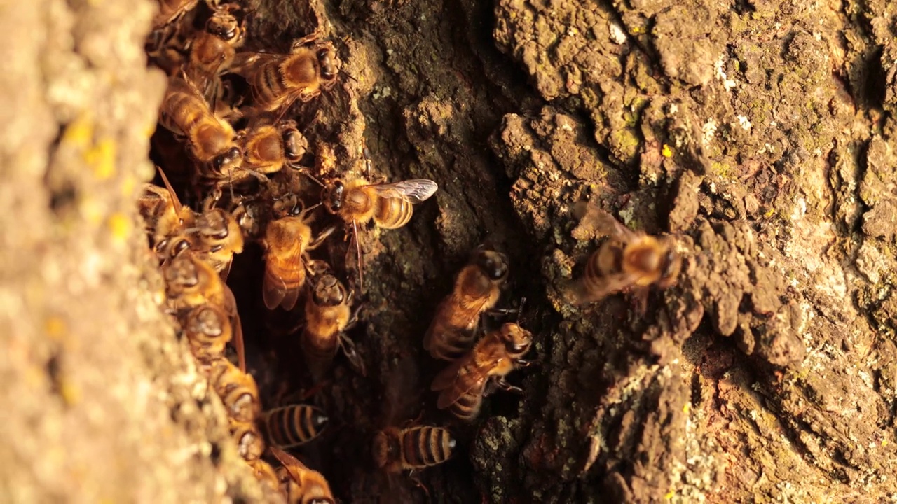 一窥蜜蜂的秘密生活:在它们的空心住所中茁壮成长视频下载
