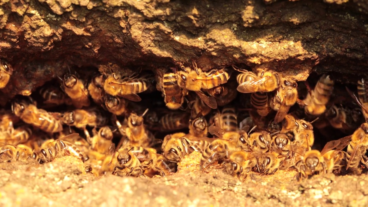 授粉的避难所:蜜蜂在筑巢洞里的迷人时刻视频下载