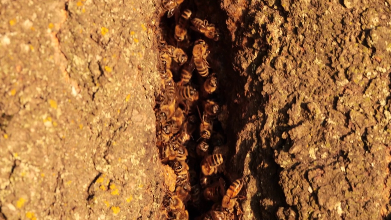 大自然的守护者:记录蜜蜂在它们的空心住所中的重要作用视频下载