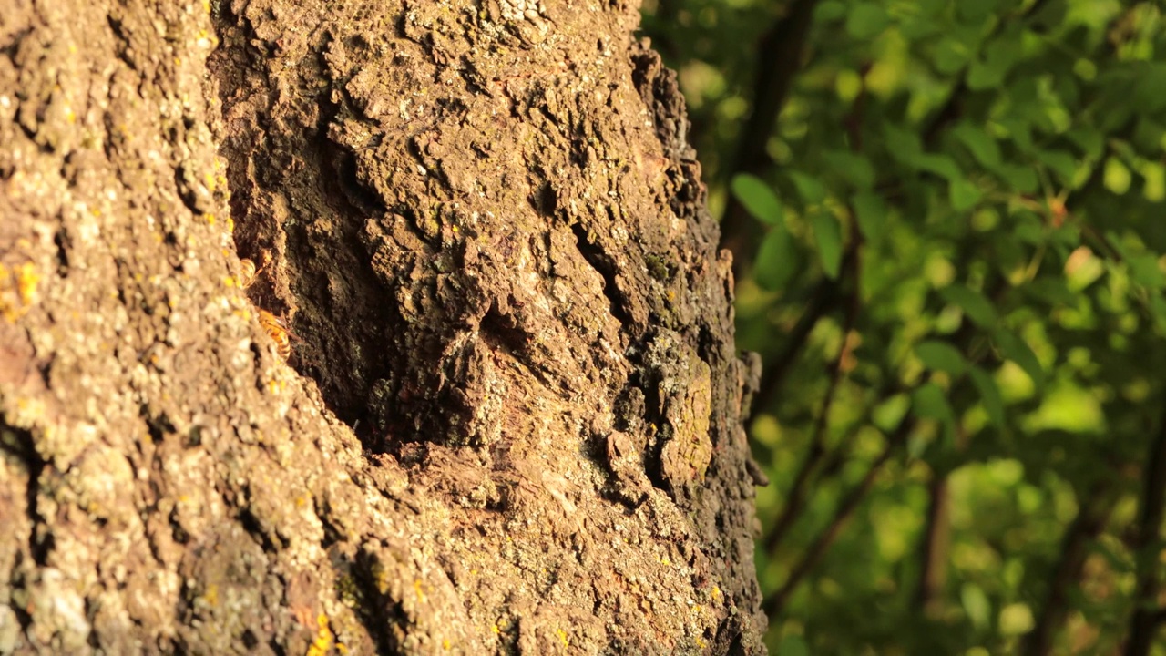 隐藏的奇迹:捕捉蜜蜂在筑巢洞里充满活力的生活视频素材