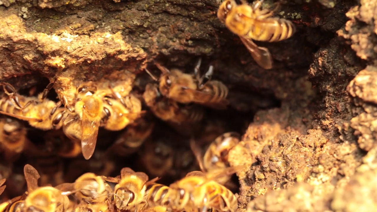 嗡嗡的天堂:揭示蜜蜂在树上的复杂生活视频下载