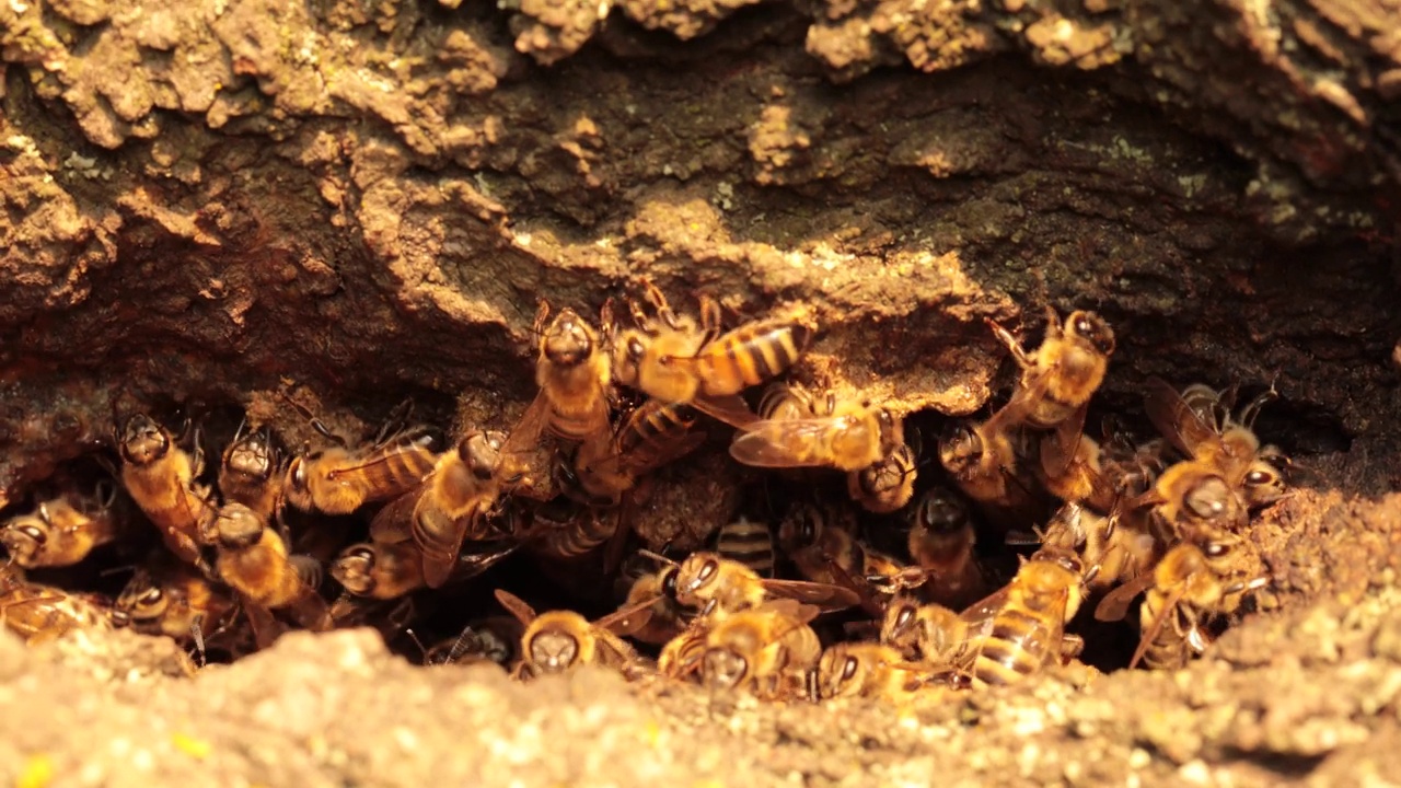 隐藏的社区:观察蜜蜂在它们中空的家的复杂社会视频素材