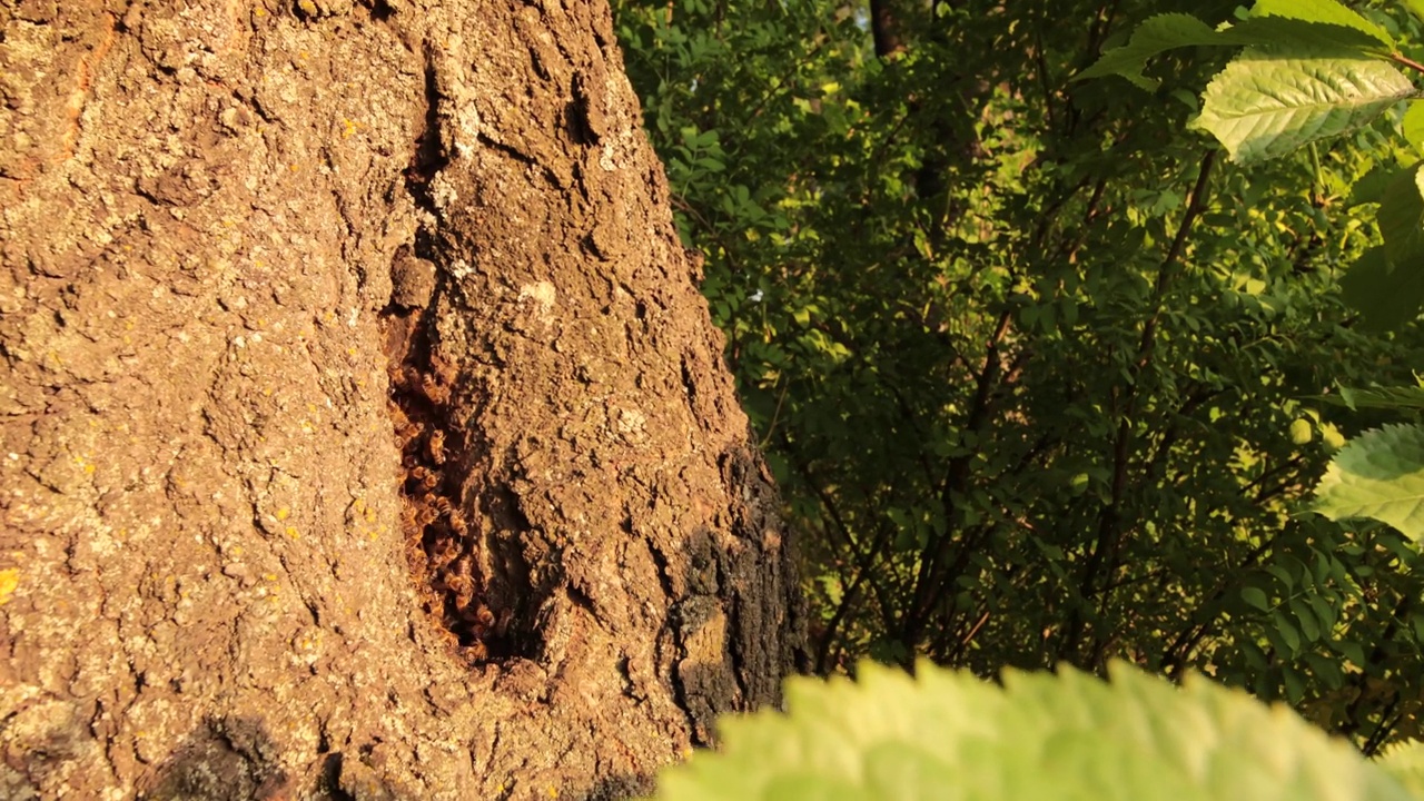 嗡嗡的圣所:捕捉蜜蜂在树洞里的宁静生活视频下载