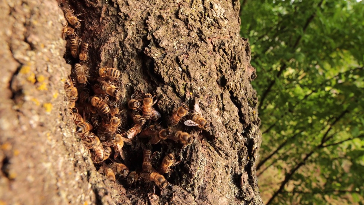 花蜜收集者:在树洞中探索迷人的蜜蜂世界视频素材