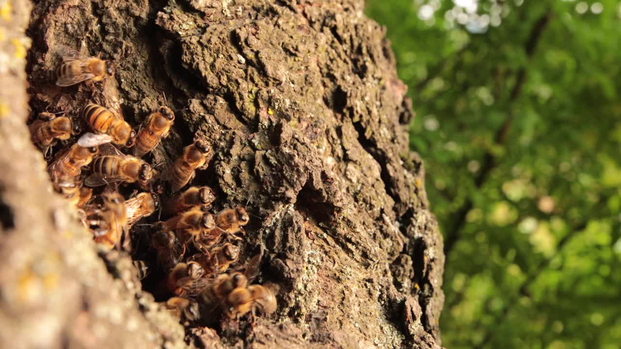 大自然甜美的交响乐:捕捉蜜蜂在它们的空心住所的和谐视频下载