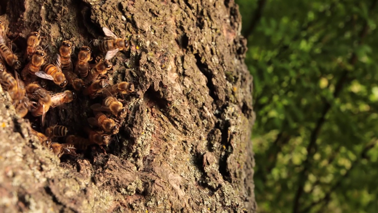 在大自然嗡嗡声的中心:在树洞中体验迷人的蜂房视频素材