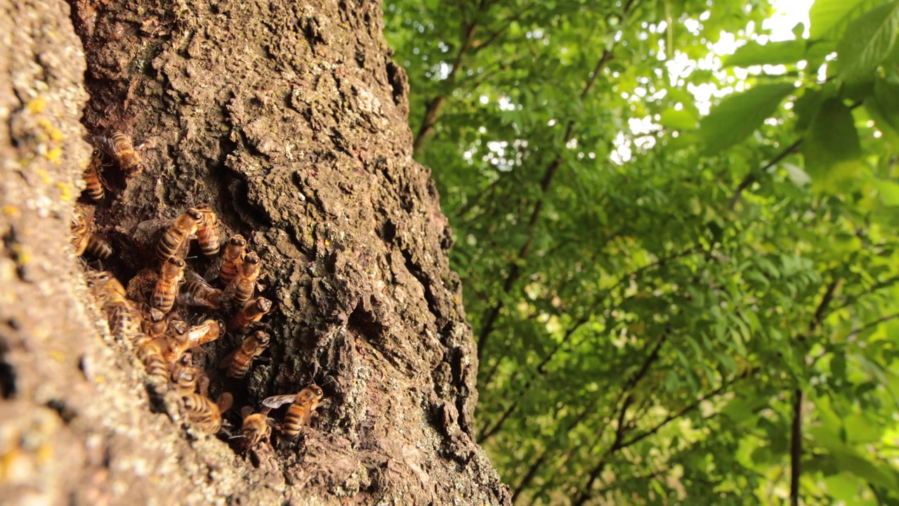 嗡嗡的天堂:蜜蜂在树洞里的秘密生活视频素材