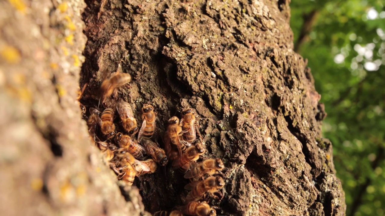 有翼的居民:在树洞中发现蜜蜂的迷人生活视频下载