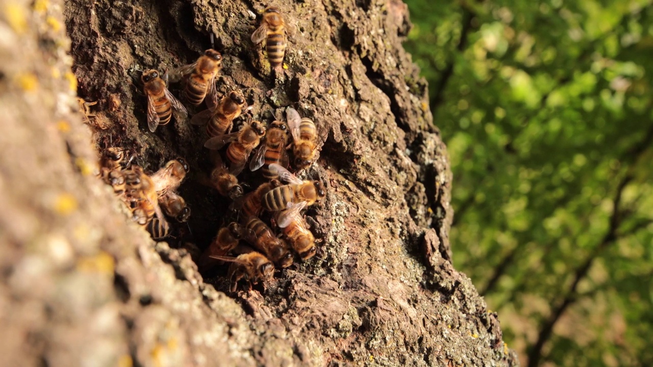 大自然蜜蜂的美丽居所:揭示一个山谷中蜜蜂的非凡住所视频素材