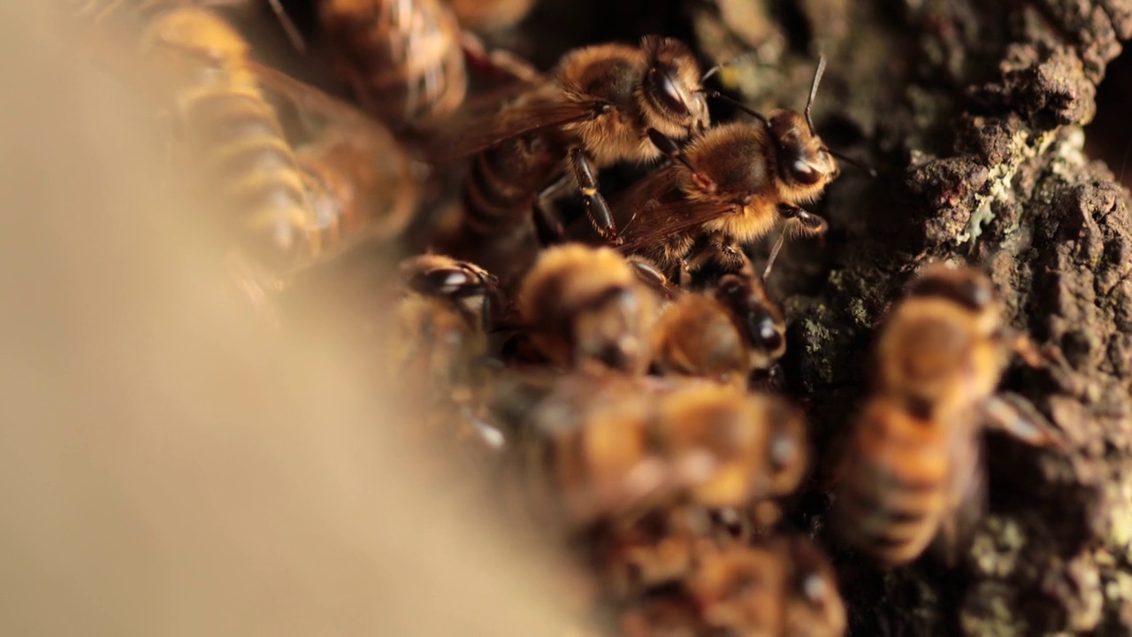 嗡嗡作响的绿洲:揭示蜜蜂在它们的空心住宅中的活跃栖息地视频下载