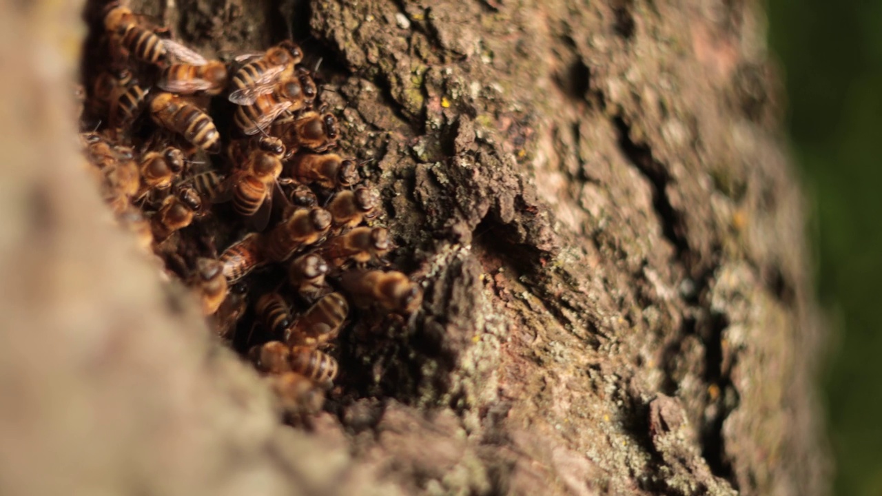 蜜蜂巢穴之旅:揭示树洞中蜜蜂的非凡世界视频下载