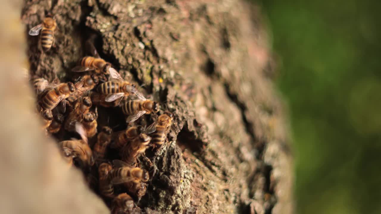 隐藏的天堂:探索蜜蜂在树洞中的秘密住所视频素材