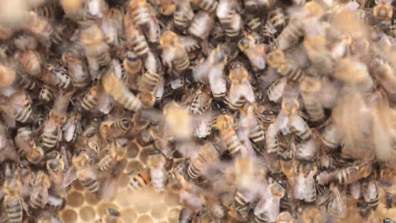 更新蜂蜜的乐趣:蜜蜂从重新使用的蜡梳子上收获蜂蜜视频素材