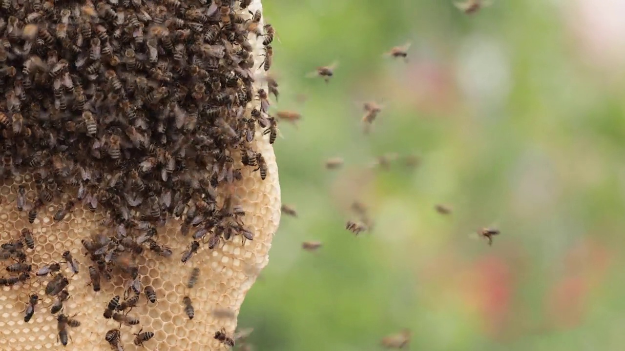 养蜂人的绿色方法:蜜蜂从重新利用的蜡蜂窝中收获蜂蜜视频素材