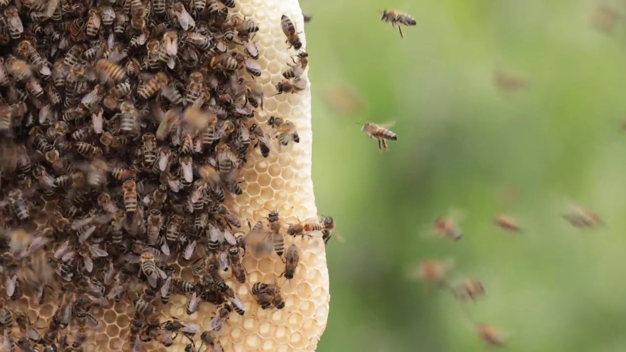 大自然回收的甜蜜:蜜蜂从可重复使用的蜡蜂巢收集蜂蜜视频下载