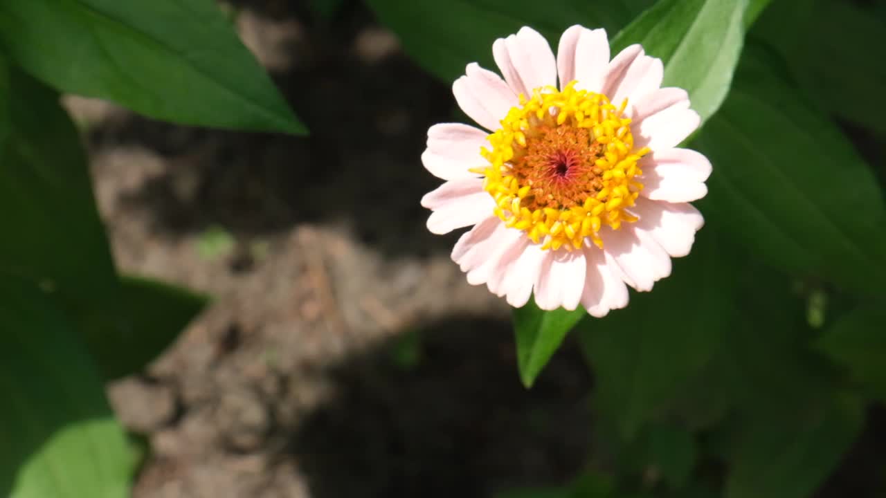 花园中的百日菊，特写。美丽的粉红色花园在春天盛开视频素材