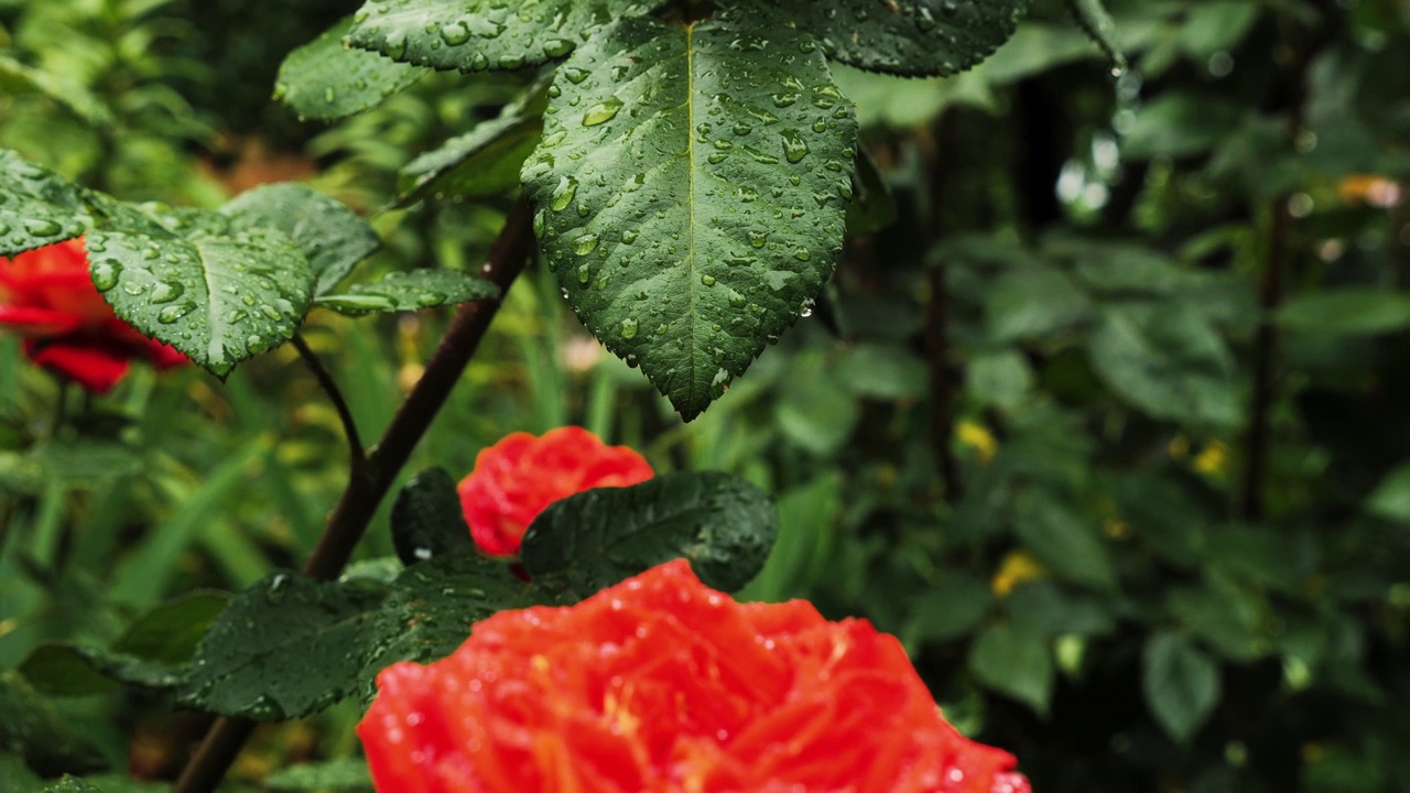 雨后湿润的玫瑰叶视频下载