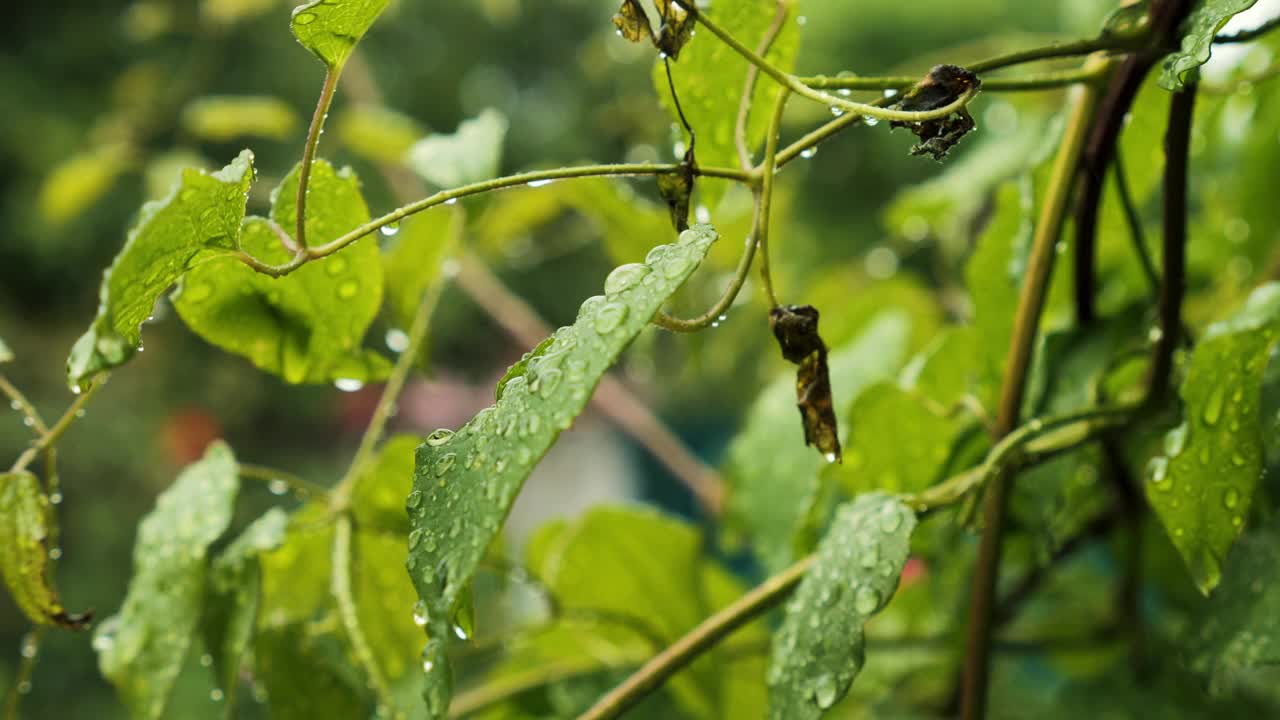 雨后的绿叶被水滴浸湿。视频下载