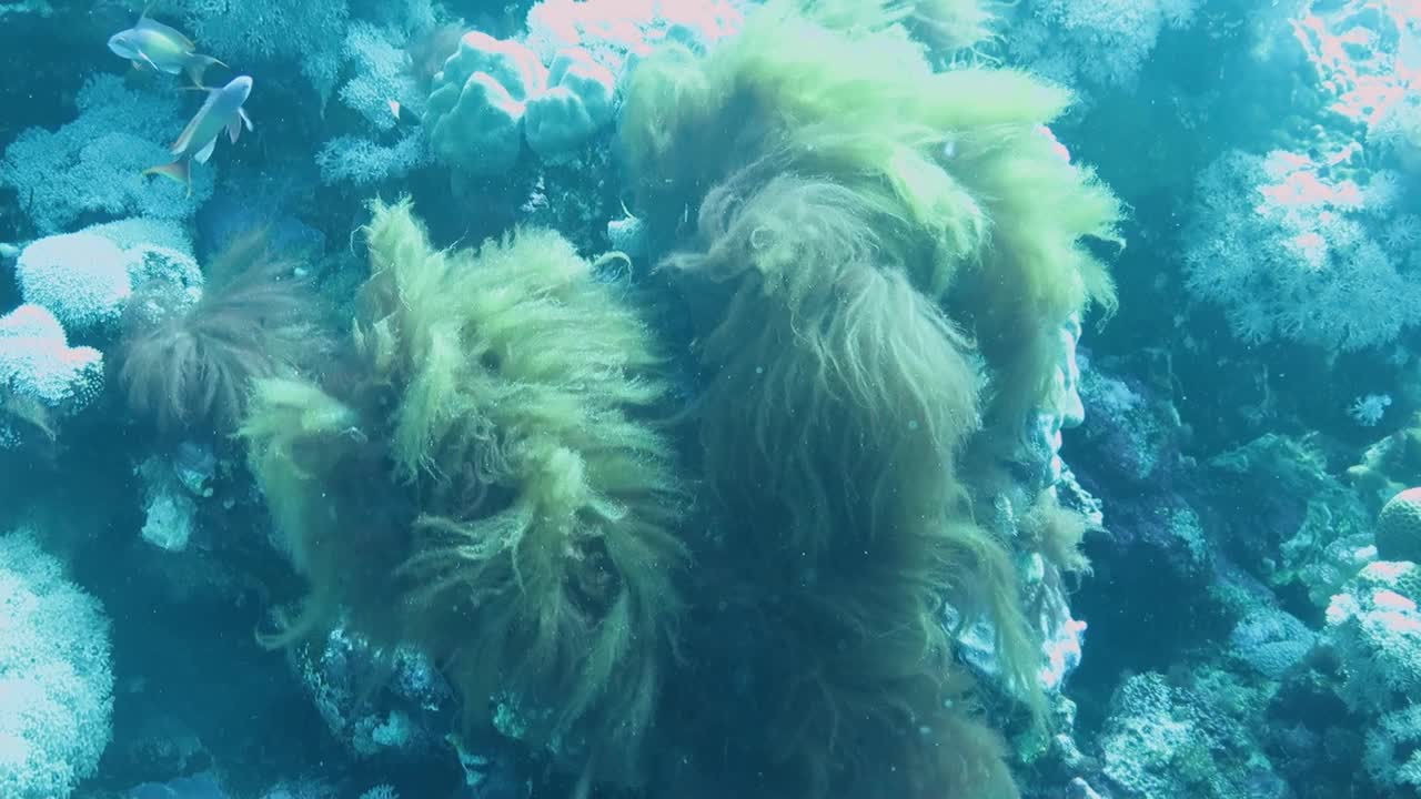 在埃及红海的海底，五颜六色的珊瑚和奇异的小鱼视频下载