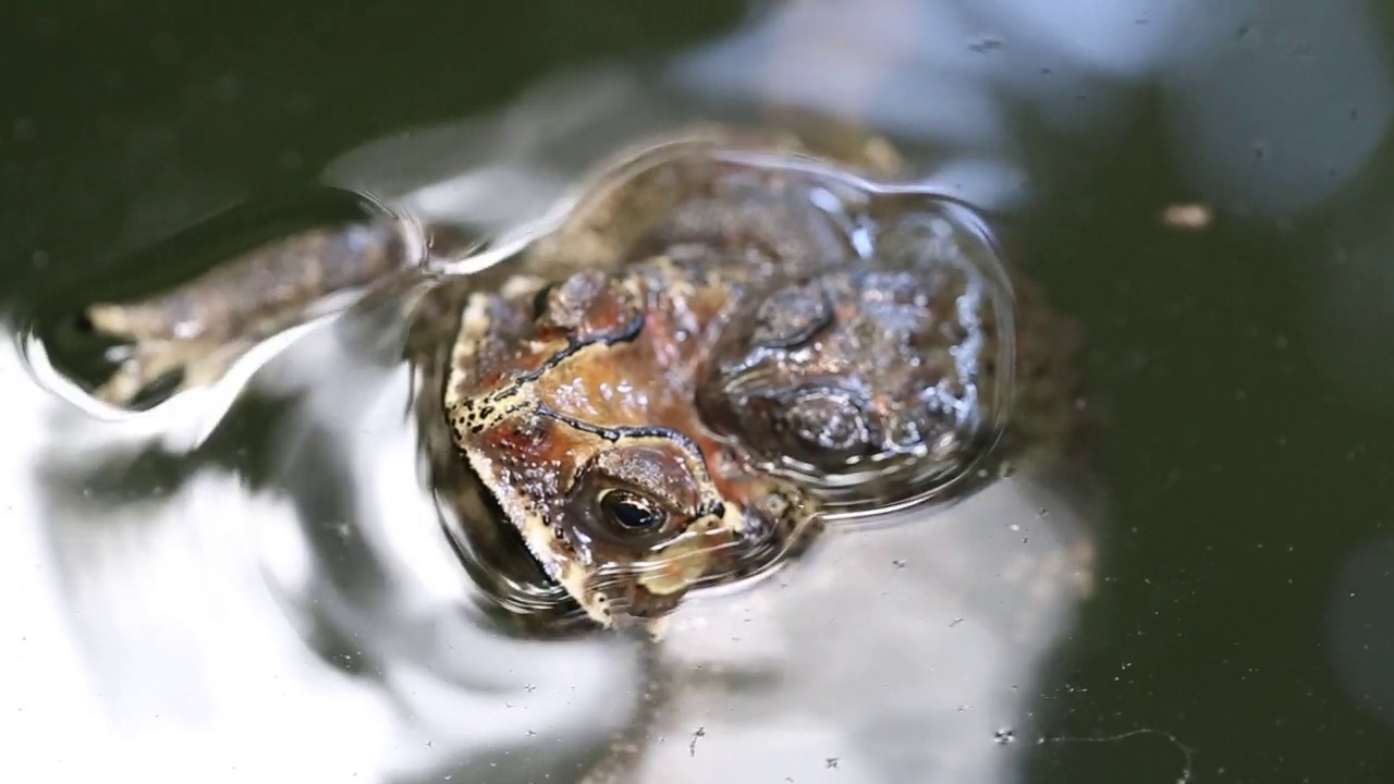 亚洲常见蟾蜍，在水中交配视频素材