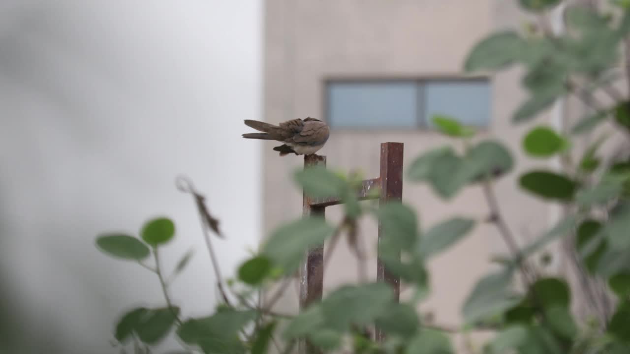 亚洲鸟类视频素材