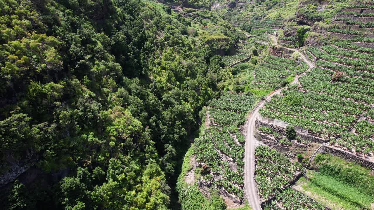 大桥和香蕉种植园鸟瞰图视频素材