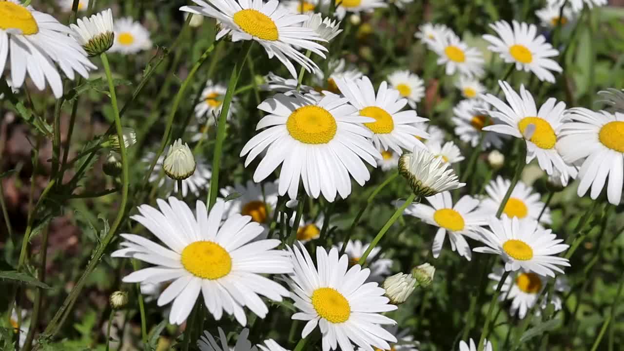 大朵的白色雏菊在风中摇曳。花卉背景视频，洋甘菊花视频素材