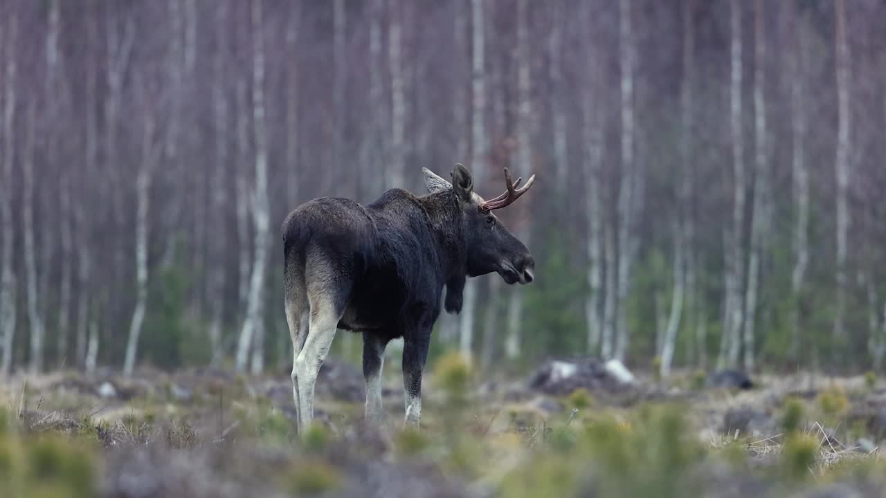 驼鹿(Alces Alces)视频素材