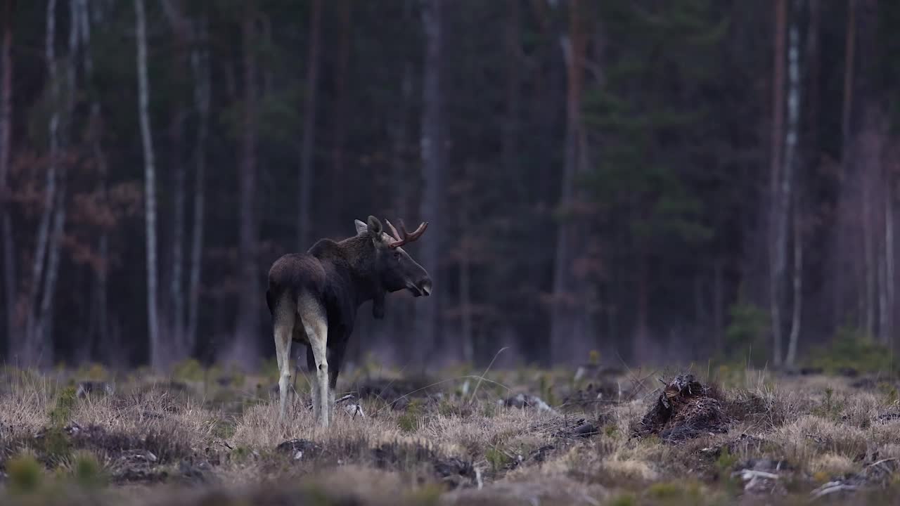 驼鹿(Alces Alces)视频素材