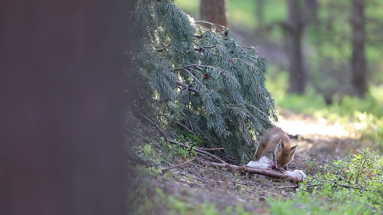 红狐(Vulpes Vulpes)视频素材